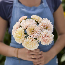 Close up of a person holding a bouquet of china aster king size apricot flowers in a garden setting
