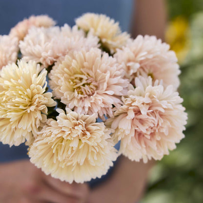 Close up of a bouquet of china aster king size apricot flowers in a garden setting