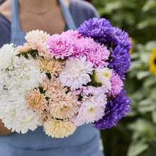 Close up of a person holding a bouquet of china aster king size mixed flowers in a garden setting