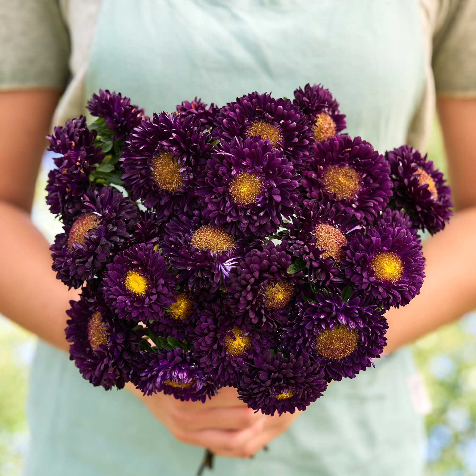 Close up of a person holding a bouquet of china aster matsumoto blue flowers in a garden setting