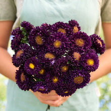 Close up of a person holding a bouquet of china aster matsumoto blue flowers in a garden setting