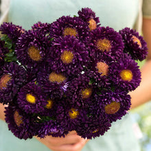 Close up of a person holding a bouquet of china aster matsumoto blue flowers in a garden setting