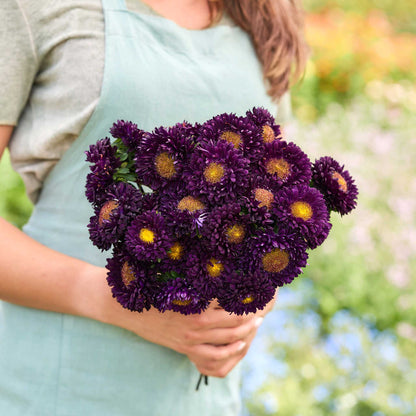 A person holding a bouquet of china aster matsumoto blue flowers in a garden setting