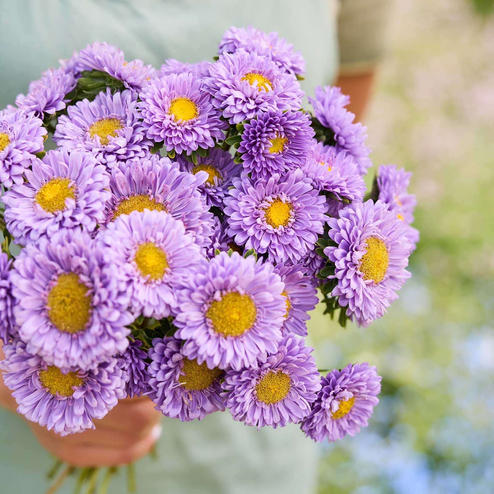 A person holding a bouquet of china aster matsumoto light blue flowers in a garden setting