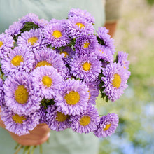A person holding a bouquet of china aster matsumoto light blue flowers in a garden setting