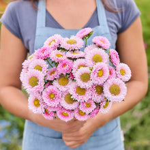 Person holding a bouquet of china aster matsumoto pink flowers with a blurred green background
