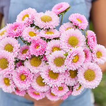 Person holding a bouquet of china aster matsumoto pink flowers with a blurred green background