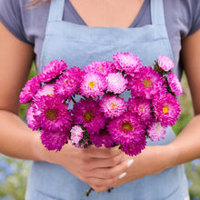 Person holding a bouquet of china aster matsumoto pink tipped white flowers with a blurred green background
