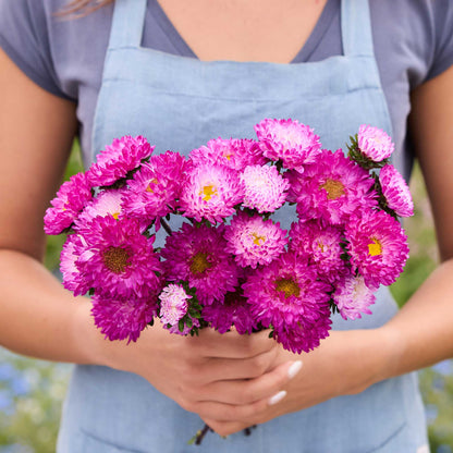 Person holding a bouquet of china aster matsumoto pink tipped white flowers with a blurred green background