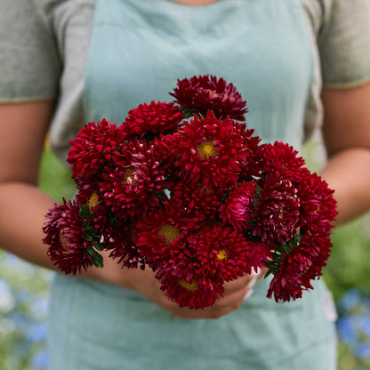 Person holding a bouquet of china aster matsumoto scarlet flowers with a blurred green background