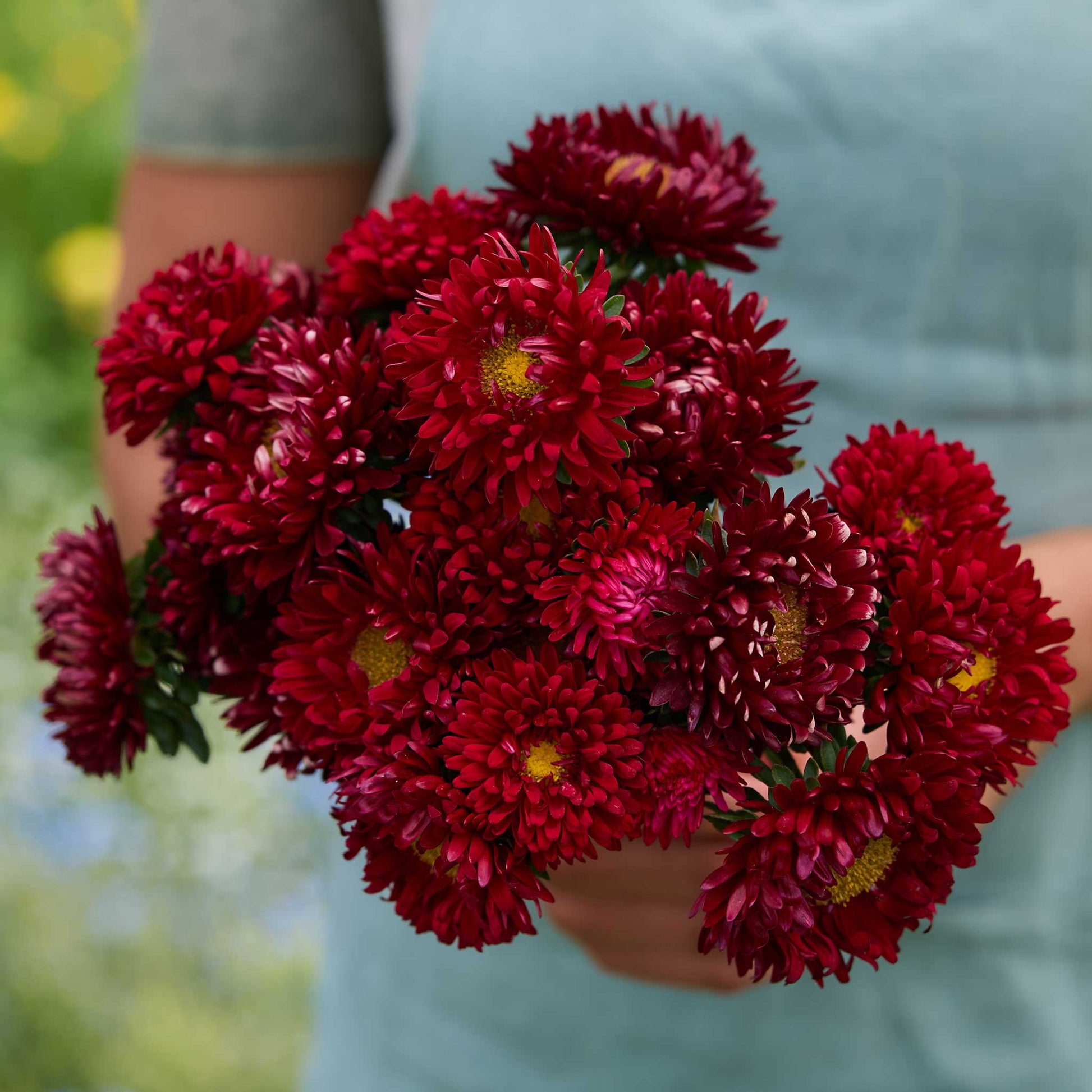 Person holding a bouquet of china aster matsumoto scarlet flowers with a blurred green background