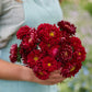 Person holding a bouquet of china aster matsumoto scarlet flowers in a garden setting