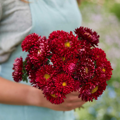 Person holding a bouquet of china aster matsumoto scarlet flowers in a garden setting