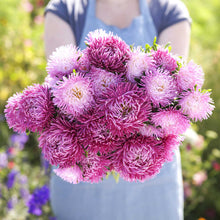 Person holding a bouquet of china aster pavlova white lilac flowers in a garden setting