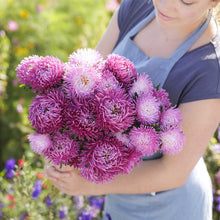 Person holding a bouquet of china aster pavlova white lilac flowers in a garden setting