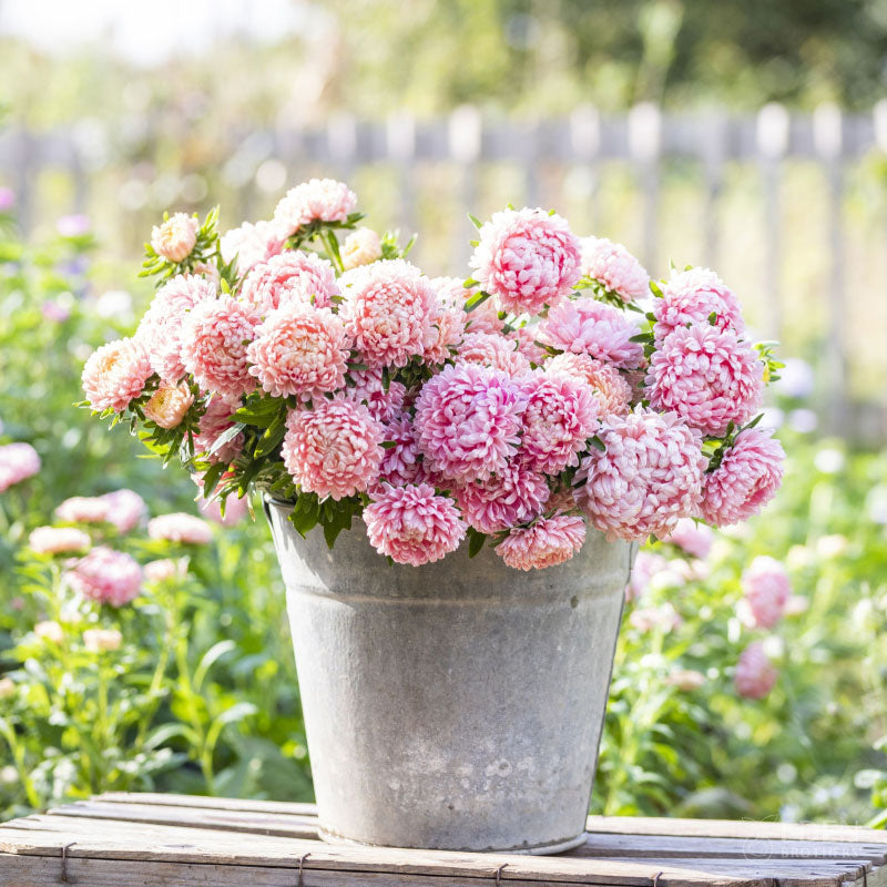 aster duchess apricot