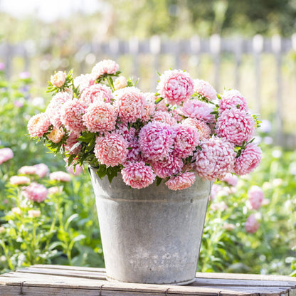 Pink aster duchess apricot flowers bloom in a garden, captured in a bucket