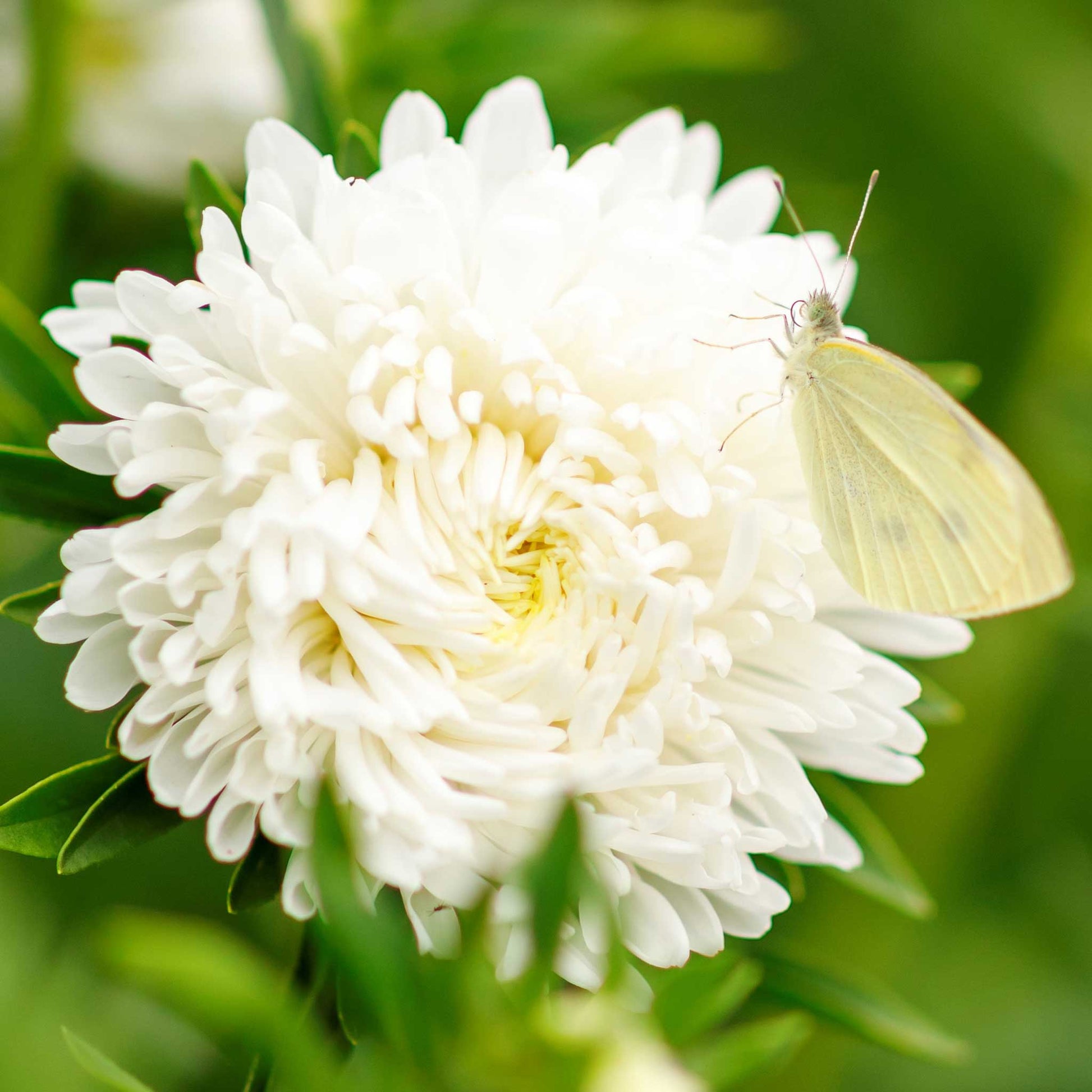 White aster flowers with bright yellow centers bloom on green stems.