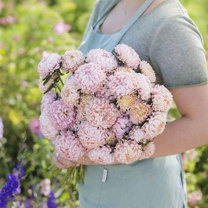 aster duchess apricot