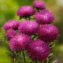 A close-up of a pink aster jewelaster rose flower with many delicate petals on a blurred background | copyright: Floramedia UK Ltd