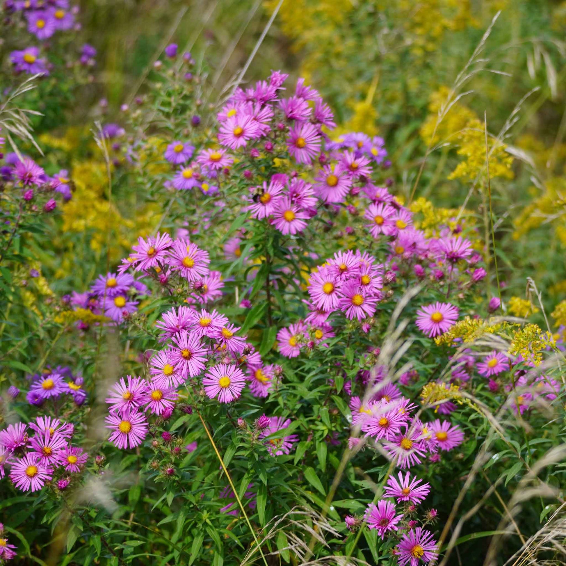 Purple New England Aster flowers with green foliage, in a field under a clear sky.