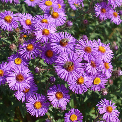 A vibrant close-up of a single purple New England Aster flower, surrounded by green foliage.