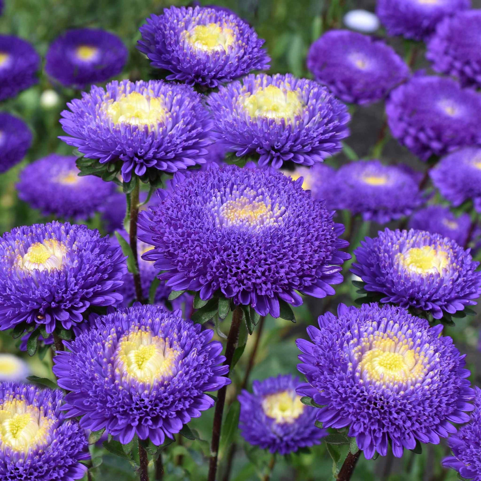 A close-up shot of blue and white pompon aster flowers in full bloom.