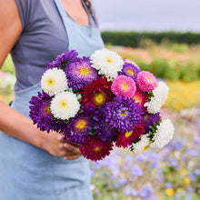 A person holding a bouquet of aster powderpuff mix  in a natural setting