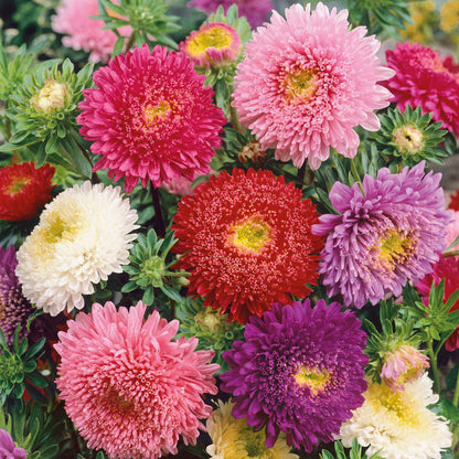 A vibrant mix of pink, purple, and white aster powderpuff mix flowers with fluffy blooms