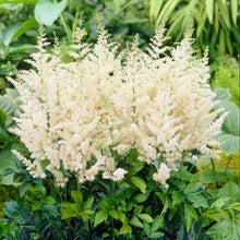 A close up of white Astilbe diamont flowers with feathery plumes against a green background.
