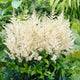 Astilbe Roots - Diamant