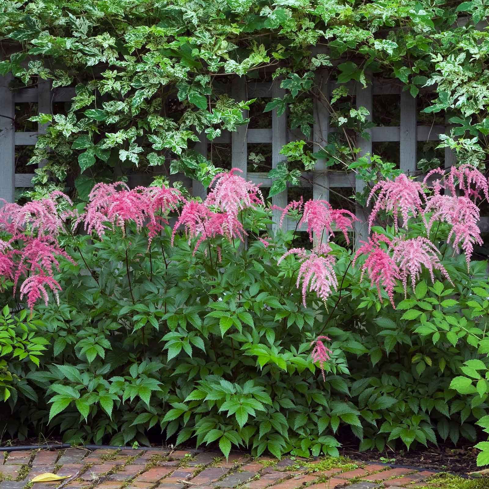 Pink astilbe ostrich plume flowers with green leaves in front of a wooden lattice fence.