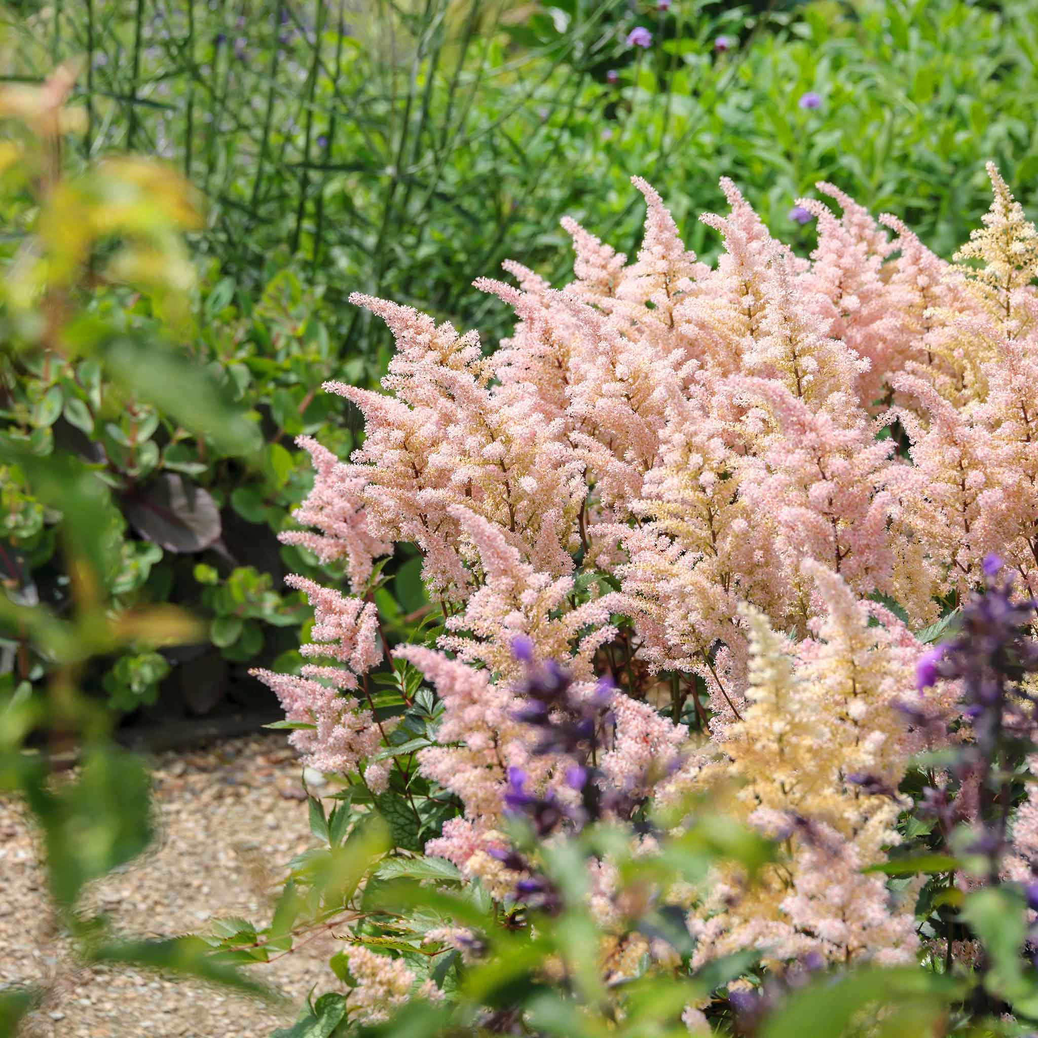Astilbe peach blossom flowers with feathery plumes against a green background.
