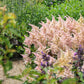Astilbe peach blossom flowers with feathery plumes against a green background.