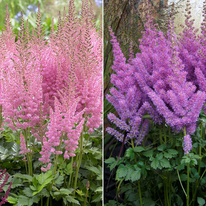 Close-up of vibrant pink and purple astilbe flowers with delicate feathery plumes in soft focus.