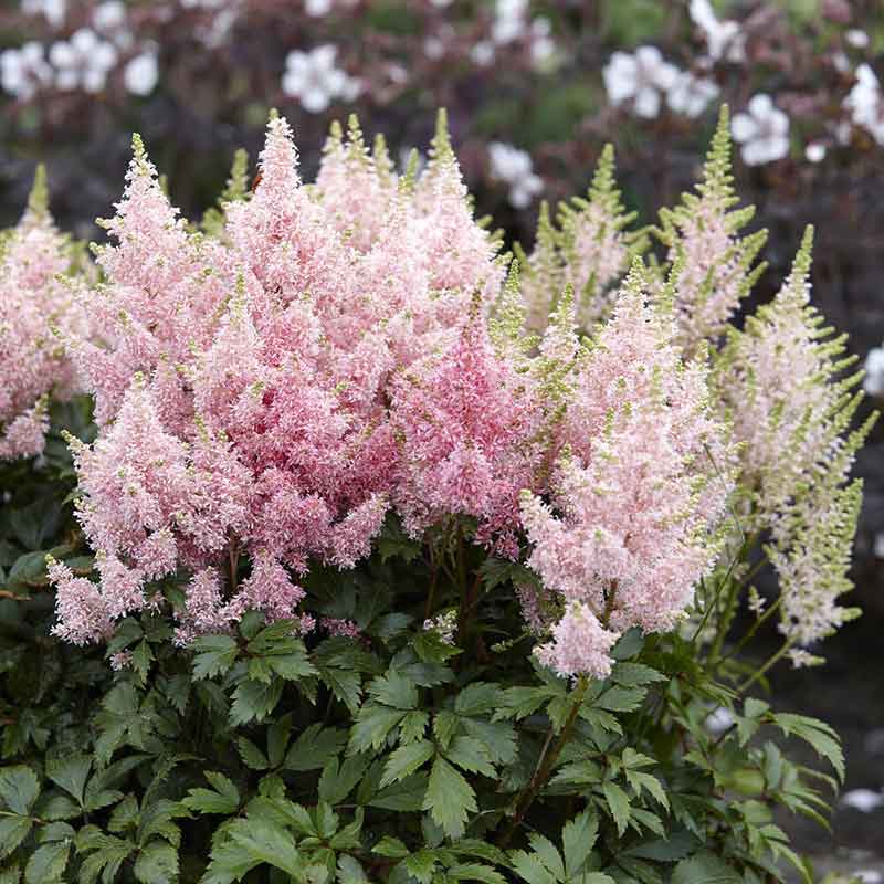 Pink astilbe younique salmon flowers with green leaves against a blurred natural background