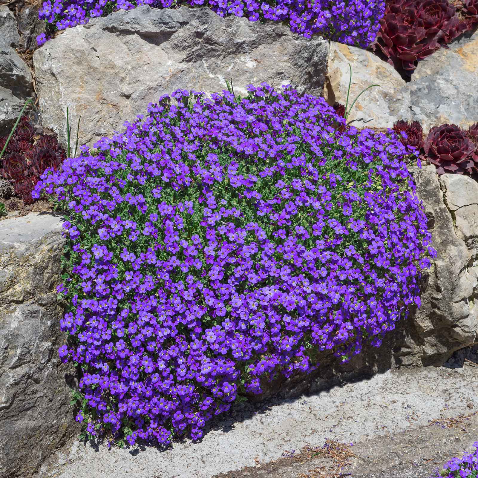 Aubrieta Seeds Whitewell Gem