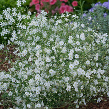 A wide shot of a field densely planted with delicate white annual baby's breath flowers. | copyright: Floramedia UK Ltd