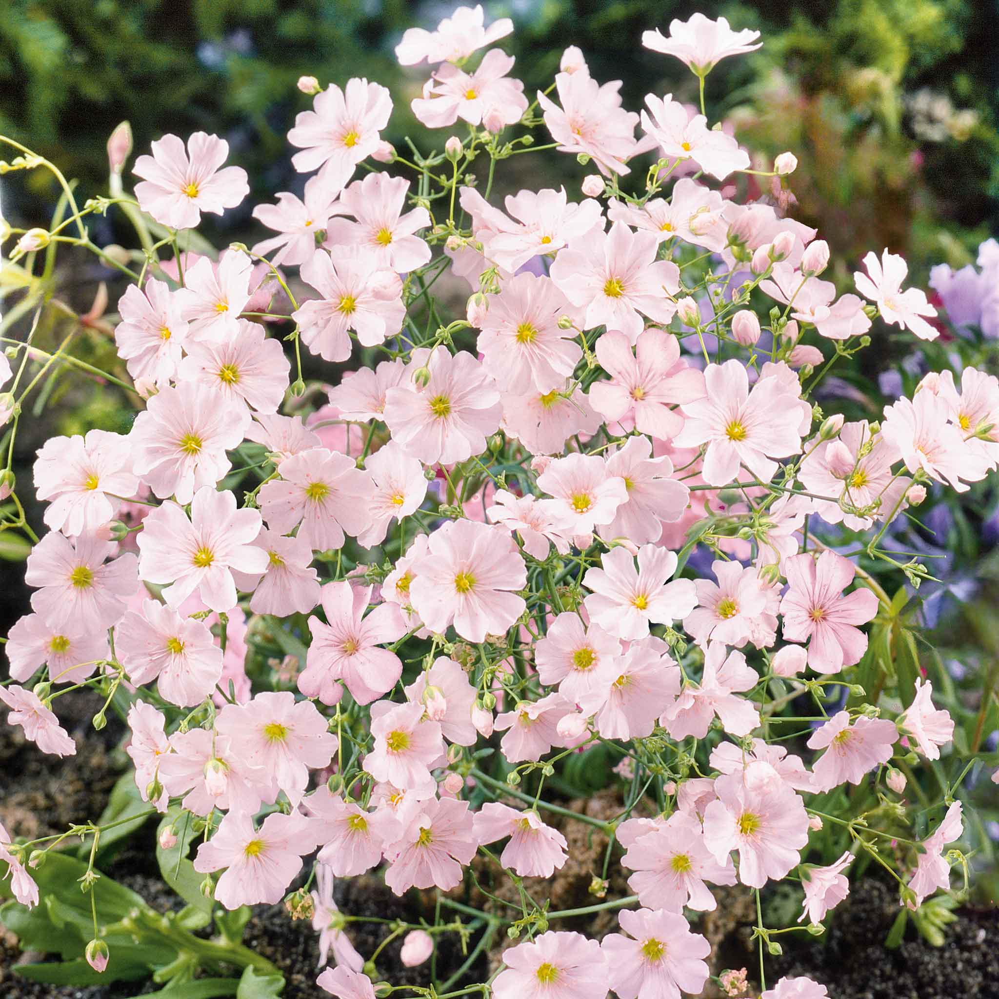 Babys Breath Seeds