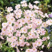 A close-up of delicate pink baby's breath flowers clustered together against a soft background.