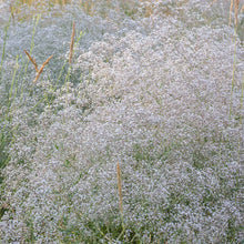 A cluster of small, delicate white flowers on slender stems, commonly known as baby's breath.