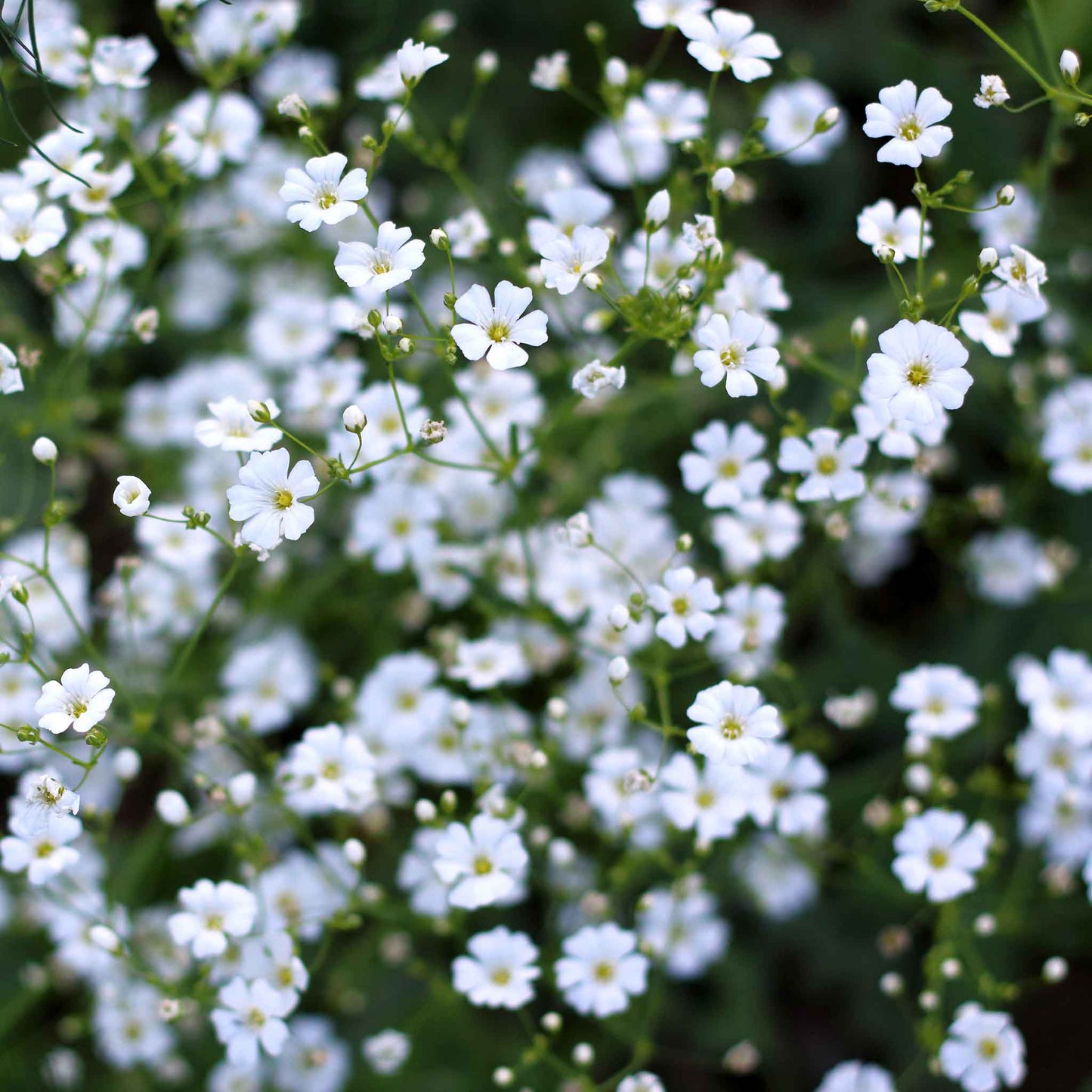 baby's breath