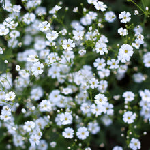 A shot of a field densely planted with delicate white annual baby's breath flowers.