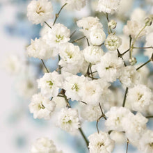 Close-up of a white baby's breath snowflake flower with small, delicate petals and a yellow center.