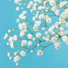 A close-up view of delicate white Baby's Breath snowflake flowers against a soft, blue background.