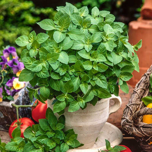 A close-up of Blue Spice basil leaves gowing in a clay pot. | copyright: Floramedia UK Ltd