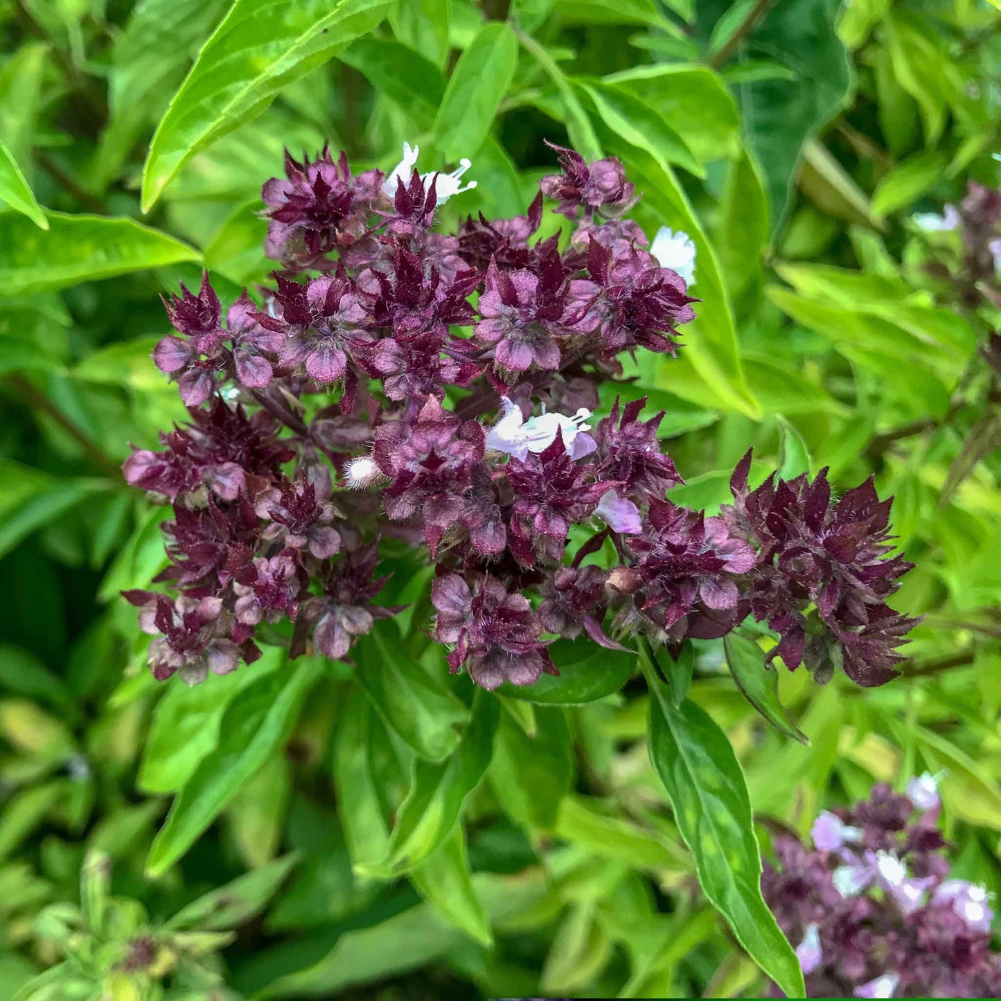 basil cardinal