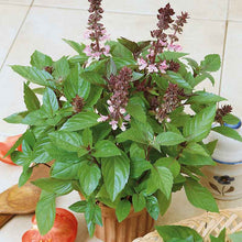 A close-up of vibrant green cinnamon basil leaves with purple stems, against a white background.