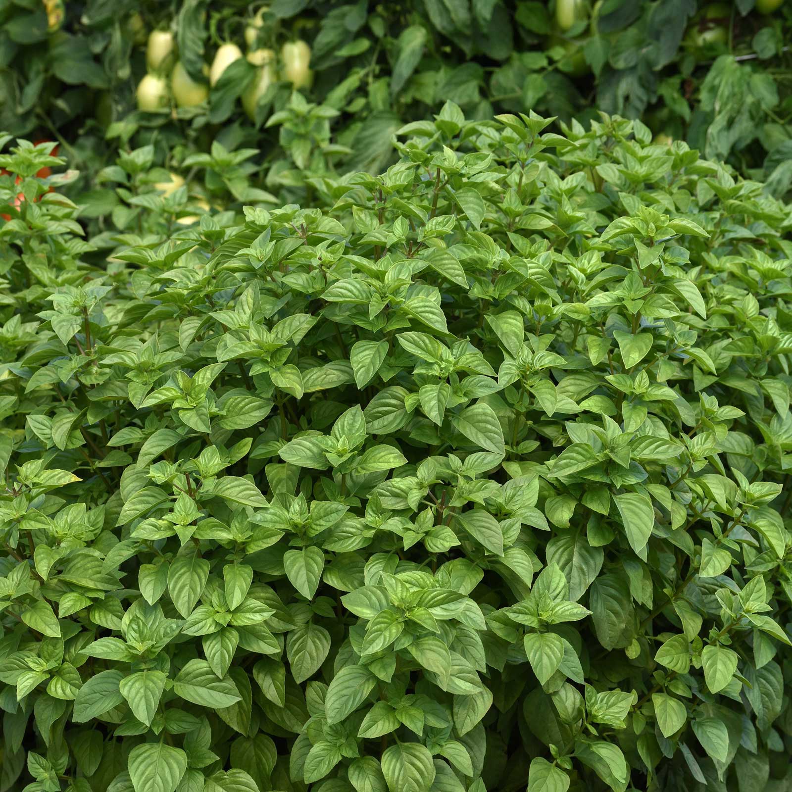 Basil everleaf lemon growing on a bush with rich green leaves.