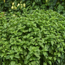 Basil everleaf lemon growing on a bush with rich green leaves.